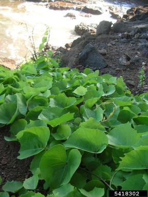 Hawaii morningglory, Ipomoea tuboides  (Solanales: Convolvulaceae) - 5418302