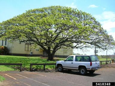 raintree, Samanea saman  (Fabales: Fabaceae (Leguminosae)) - 5418348