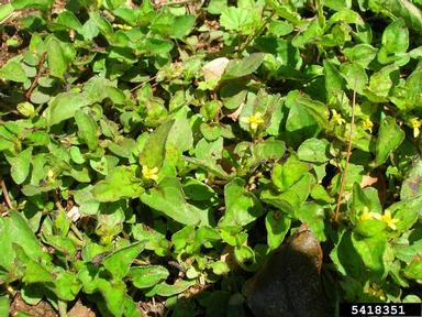 sprawling horseweed, Calyptocarpus vialis  (Asterales: Asteraceae) - 5418351