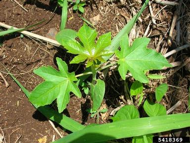 castorbean, Ricinus communis  (Euphorbiales: Euphorbiaceae) - 5418369