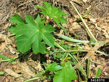 castorbean, Ricinus communis  (Euphorbiales: Euphorbiaceae) - 5418370