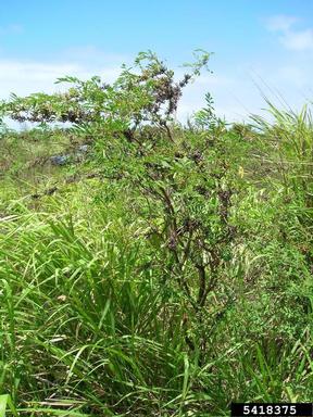 anil de pasto, Indigofera suffruticosa  (Fabales: Fabaceae (Leguminosae)) - 5418375