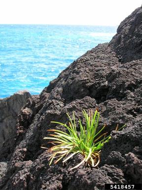 tropical fimbry, Fimbristylis cymosa  (Cyperales: Cyperaceae) - 5418457