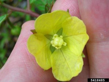 longfruited primrose-willow, Ludwigia octovalvis  (Myrtales: Onagraceae) - 5418485