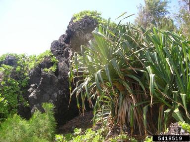 Tahitian screwpine, Pandanus tectorius  (Pandanales: Pandanaceae) - 5418519