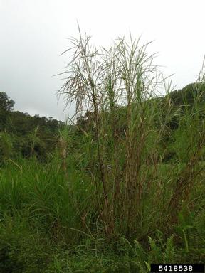 elephant grass, Pennisetum purpureum  (Cyperales: Poaceae) - 5418538