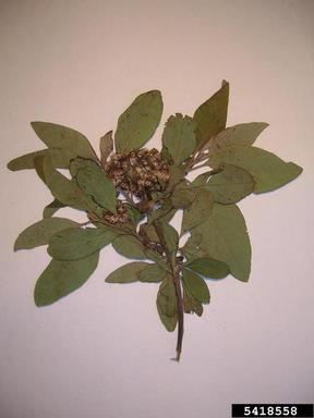 cure for all, Pluchea carolinensis  (Asterales: Asteraceae) - 5418558