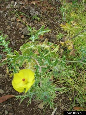 Mexican pricklepoppy, Argemone mexicana  (Papaverales: Papaveraceae) - 5418576