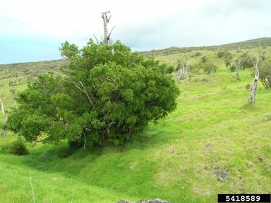 mamani, Sophora chrysophylla  (Fabales: Fabaceae (Leguminosae)) - 5418589