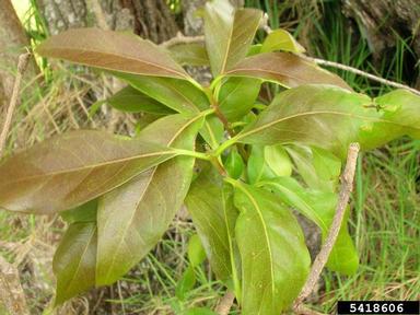 Hawai'i olive, Nestegis sandwicensis  (Scrophulariales: Oleaceae) - 5418606