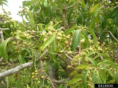 Hawai'i olive, Nestegis sandwicensis  (Scrophulariales: Oleaceae) - 5418630