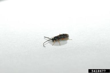 Braconid wasp, Microplitis croceipes  (Hymenoptera: Braconidae) - 5418677
