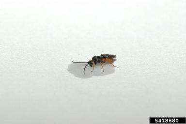 Braconid wasp, Microplitis croceipes  (Hymenoptera: Braconidae) - 5418680