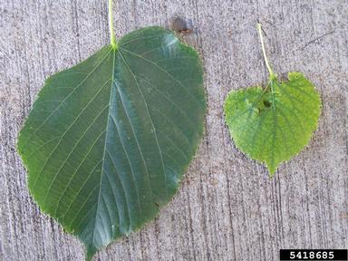 stem girdling roots on linden (Tilia spp. ) - 5418685