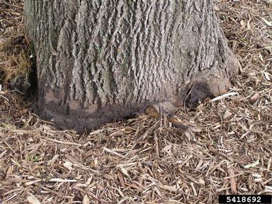 stem girdling roots,    - 5418692
