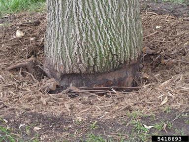 stem girdling roots,    - 5418693