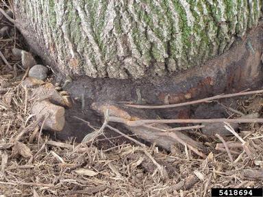 stem girdling roots,    - 5418694