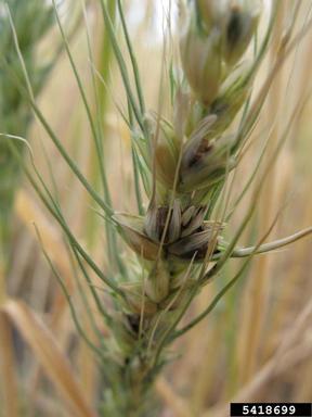 dwarf bunt, dwarf smut (Tilletia controversa ) on common wheat (Triticum aestivum ) - 5418699