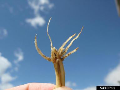 Rhizoctonia damping-off, blight and rot (Rhizoctonia solani ) on common wheat (Triticum aestivum ) - 5418711