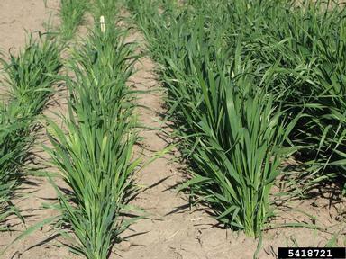 Wheat Streak Mosaic Virus (Tritimovirus WSMV ) on common wheat (Triticum aestivum ) - 5418721