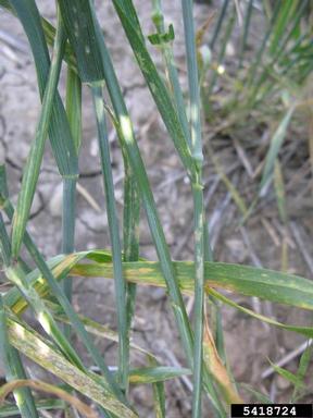 Cephalosporium stripe (Cephalosporium gramineum ) on common wheat (Triticum aestivum ) - 5418724