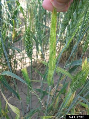 Wheat Streak Mosaic Virus (Tritimovirus WSMV ) on common wheat (Triticum aestivum ) - 5418735