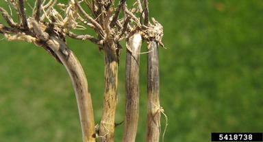 take-all root rot (Gaeumannomyces graminis var. tritici) on common wheat (Triticum aestivum ) - 5418738