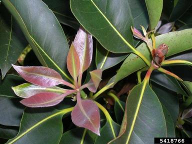 vinegartree, Lophostemon confertus  (Myrtales: Myrtaceae) - 5418766