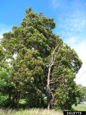 vinegartree, Lophostemon confertus  (Myrtales: Myrtaceae) - 5418779