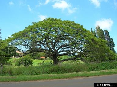raintree, Samanea saman  (Fabales: Fabaceae (Leguminosae)) - 5418793