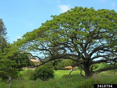 raintree, Samanea saman  (Fabales: Fabaceae (Leguminosae)) - 5418794