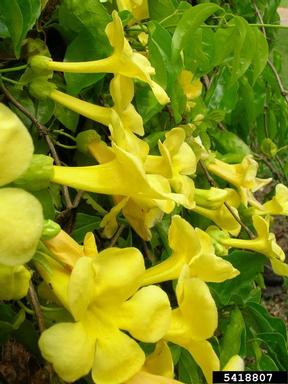 catclaw-vine, Macfadyena unguis-cati  (Scrophulariales: Bignoniaceae) - 5418807