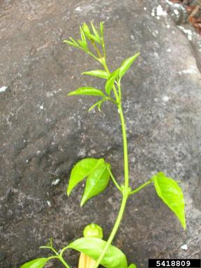 catclaw-vine, Macfadyena unguis-cati  (Scrophulariales: Bignoniaceae) - 5418809