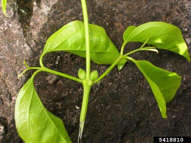 catclaw-vine, Macfadyena unguis-cati  (Scrophulariales: Bignoniaceae) - 5418810