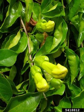 catclaw-vine, Macfadyena unguis-cati  (Scrophulariales: Bignoniaceae) - 5418812