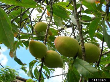 peach, Prunus persica  (Rosales: Rosaceae) - 5418843