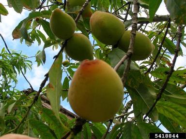 peach, Prunus persica  (Rosales: Rosaceae) - 5418844