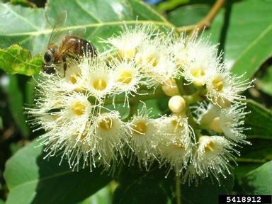 Indonesian gum, Eucalyptus deglupta  (Myrtales: Myrtaceae) - 5418912