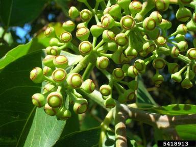 Indonesian gum, Eucalyptus deglupta  (Myrtales: Myrtaceae) - 5418913