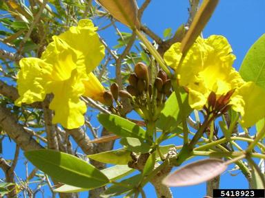 Caribbean trumpet-tree, Tabebuia aurea  (Scrophulariales: Bignoniaceae) - 5418923