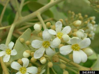 Indian walnut, Aleurites moluccana  (Euphorbiales: Euphorbiaceae) - 5418952