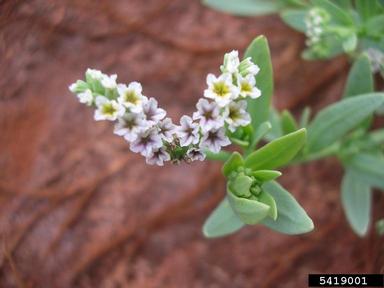seaside heliotrope, Heliotropium curassavicum  (Lamiales: Boraginaceae) - 5419001