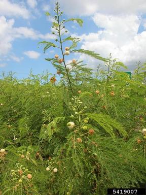white leadtree, Leucaena leucocephala  (Fabales: Fabaceae (Leguminosae)) - 5419007