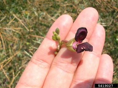purple bushbean, Macroptilium atropurpureum  (Fabales: Fabaceae (Leguminosae)) - 5419027