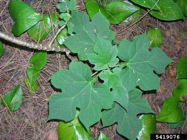 treedaisy, Montanoa hibiscifolia  (Asterales: Asteraceae) - 5419076