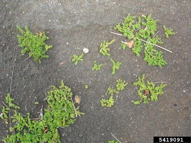 artilleryweed, Pilea microphylla  (Urticales: Urticaceae) - 5419091