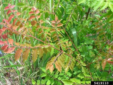 flamegold, Koelreuteria elegans ssp. formosana (Sapindales: Sapindaceae) - 5419110