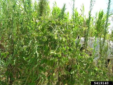 perennial soybean, Neonotonia wightii  (Fabales: Fabaceae (Leguminosae)) - 5419140