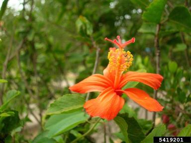St. John's rosemallow, Hibiscus kokio ssp. saintjohnianus (Malvales: Malvaceae) - 5419201