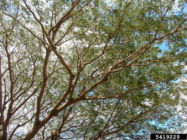 monkeysoap, Enterolobium cyclocarpum  (Fabales: Fabaceae (Leguminosae)) - 5419229